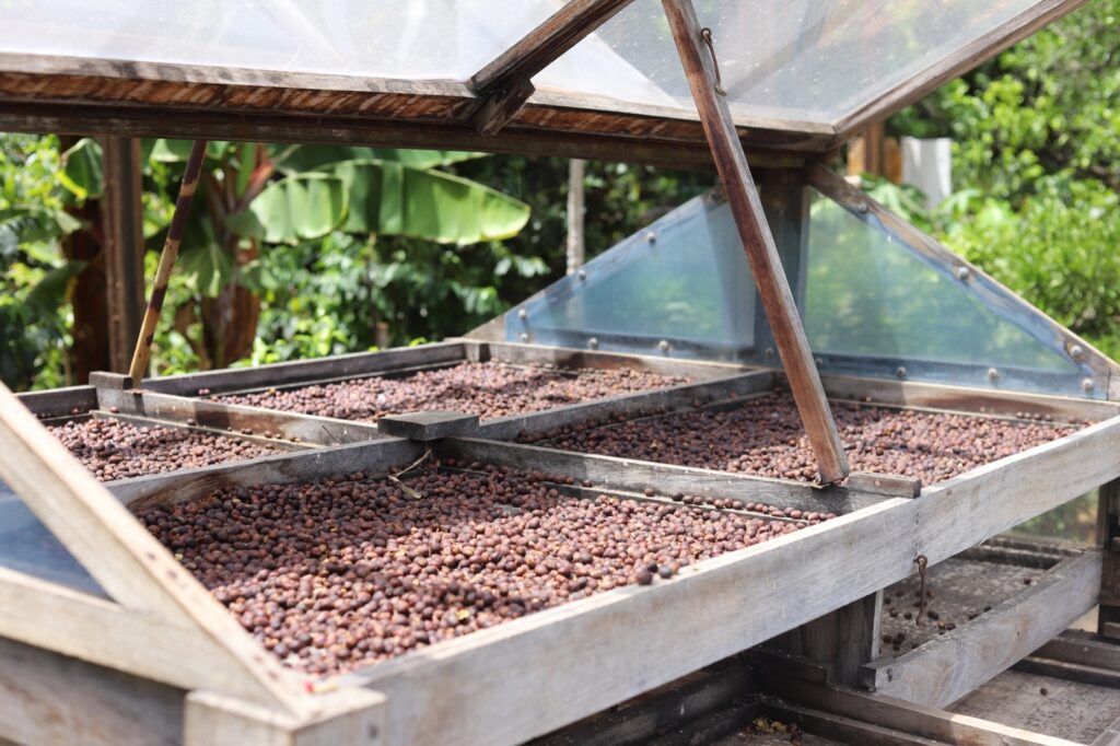 Visitar plantaciones de café en Agaete